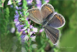 <p>MODRÁSEK ČERNOLEMÝ - samička (Plebejus argus) Mladá Boleslav - Radouč --- /Silver-studded blue - Geißklee-Bläuling/</p>